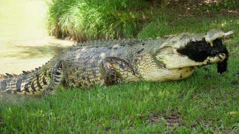 Photo: Darwin Crocodile Farm